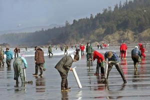 razor clam background
